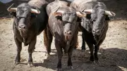 Pentecôte à Nîmes : toros, présidences et apaisement pour la feria 2026