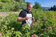 Pierre Chiarla partage sa passion pour la rose de mai à Grasse
