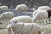 Plainte pour zoophilie présumée contre un lycéen de la Roya