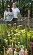 Plantes carnivores : une passion qui tue les frelons asiatiques