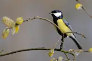 Pollution sonore à Paris : les oiseaux peinent à retrouver leur chant naturel