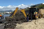 Polémique sur les dépôts de posidonie à Six-Fours : les algues retournent à la mer
