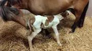 Poney Arc-en-Ciel ferme : Bérangère tourne la page