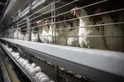 Poulet : la viande la plus consommée au monde, un triomphe controversé