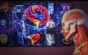 Pourquoi le cerveau des hommes et des femmes diffère-t-il ?