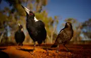 Pourquoi les oiseaux attaquent-ils au printemps ? Explications