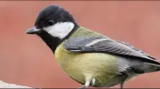 Pourquoi les oiseaux parisiens chantent encore plus aigu malgré la baisse du bruit