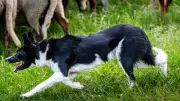 Premier concours national de chiens de berger dans le Gard : un succès