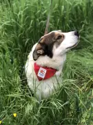 Première en Dordogne: couple condamné pour maltraitance sur son chien Louki