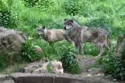 Projet de loi agricole : l'abattage des loups dans les réserves naturelles indignent les ONG
