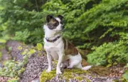 Promenade sans laisse : un homme interpellé avec son chihuahua à Paris