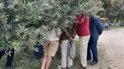 Promolive : démonstrations de taille et de greffe à Aubussargues