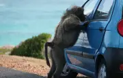 Quand les singes imitent les pires travers humains