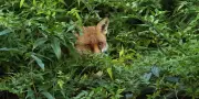 Quand nous tuons des loups, nous ignorons les bienfaits perdus
