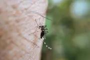Éradication des moustiques : progrès scientifiques et débats éthiques