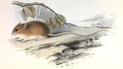 Rat pygmée à longue queue : réservoir du hantavirus Andes