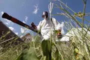 Record de cas de chikungunya en 2025 : appel à la vigilance en métropole