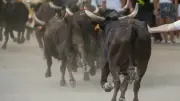 Redessan : un jeune blessé par un taureau lors d'une fête taurine
