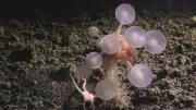 Requin fantôme, ver translucide : 1 100 espèces marines inconnues découvertes en un an