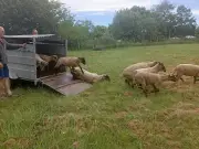 Retour des moutons à Royan pour l'éco-pâturage 2025