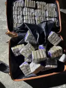Saisie record de cannabis en vallée d'Ossau : 256 kg interceptés