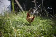 Sauvetage de poules pondeuses bio à Champcevinel le 26 mai