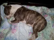 Sauvetage héroïque de la chienne Fanaé à Pujols en 2018