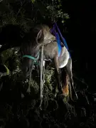 Sauvetage spectaculaire d'une jument piégée dans le gave d'Aspe à Bidos