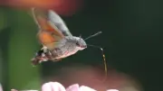 Semaine de la nature : animations et balade nocturne à Saint-Clément-de-Rivière