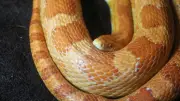Serpent des blés découvert en plein centre-ville de Bergerac