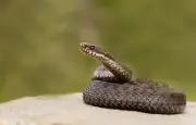 Serpents venimeux en France : rares, discrets et peu dangereux