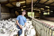 Stages de seconde : l'Alco ouvre ses fermes pour faire découvrir l'agriculture