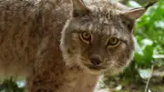 Strasbourg : 30 000 € d'amende pour avoir tué un lynx à coups de bâton