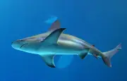 Surfeurs calmes face à un requin : une poursuite de 5 minutes