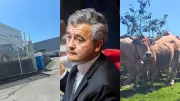 Tentative de meurtre, Darmanin à Béziers, transhumance : l'actu régionale