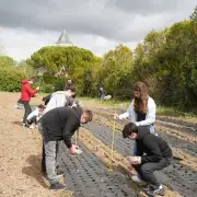 À Thairé, des adolescents plantent 2000 oignons pour la foire d'août