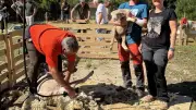 Thomas Meurice : plombier devenu éleveur, une reconversion inspirante
