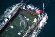 Timmy, la baleine échouée retrouvée morte au Danemark, déplacée pour autopsie