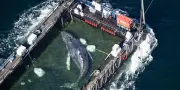 Timmy la baleine relâchée en mer du Nord après des semaines de soins