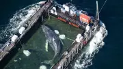 Timmy, la baleine sauvée en mer Baltique, retrouvée morte au Danemark