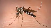 TIS : la technique qui stérilise les moustiques tigres gagne du terrain en France