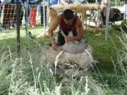 Tonte des brebis et ateliers laine au domaine de Sybirol à Floirac
