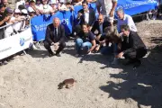 Tortue caouanne Lucia relâchée près de Nice après des soins intensifs