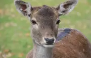 Tour de Hongrie : une biche évitée de justesse par le peloton