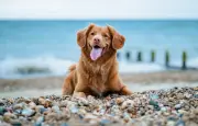 Toutourisme : la France mise sur les vacances avec son chien