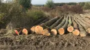 Trafic de bois vers la Chine : condamné en appel, le bûcheron peut reprendre son métier