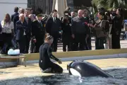 Transfert des orques de Marineland : les ONG préparent des recours