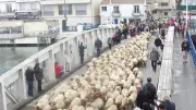 Transhumance de 300 brebis de l'Espiguette au Boucanet