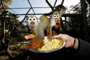 Trois Marseillais condamnés pour le vol de singes écureuils au zoo de La Londe