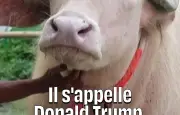 Un buffle sosie de Donald Trump star des réseaux au Bangladesh